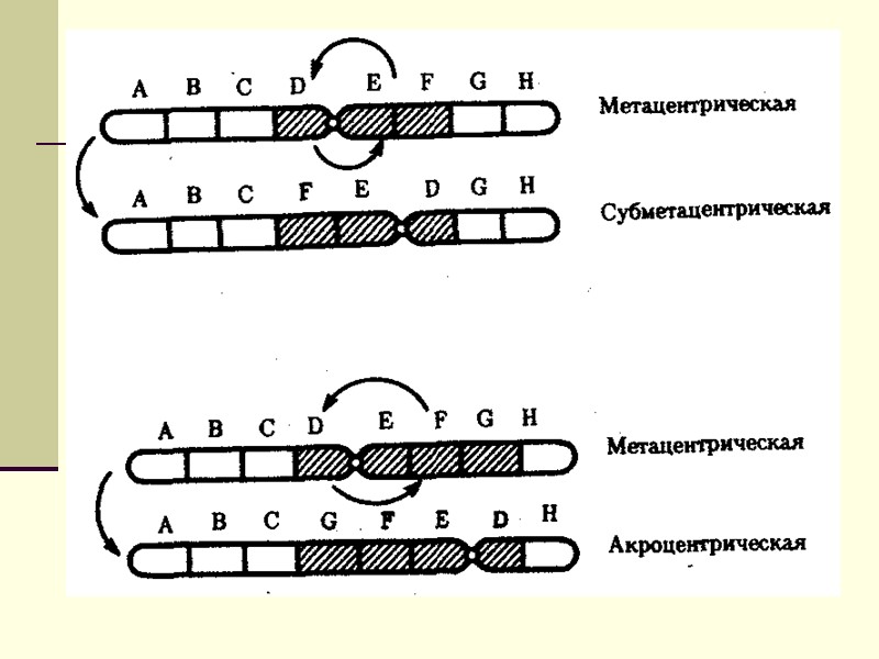 Концевая часть хромосомы называется теломерой   защитную функцию, от нуклеаз предотвращает слипание хромосом